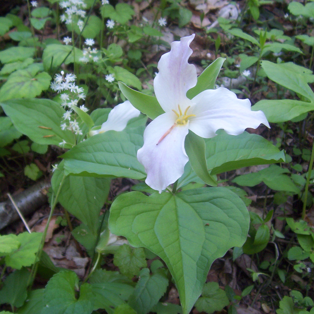 Cancelled- Spring Underground: Bullbs, Tubers, and Woodland Flowers  —  September 14 - logo